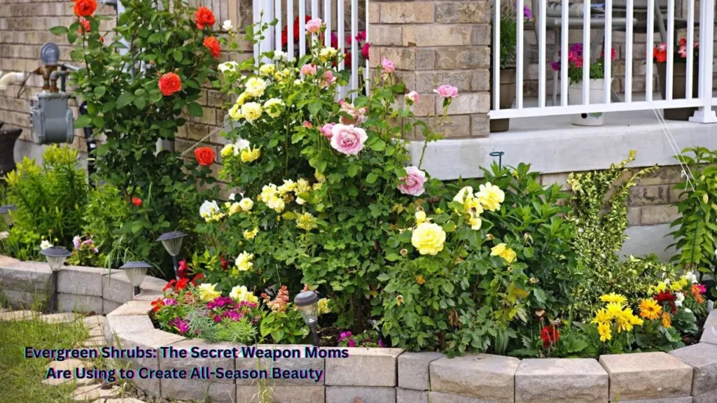 🌿 Evergreen Shrubs: The Secret Weapon Moms Are Using to Create All-Season Beauty