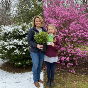  Evergreen Shrubs
